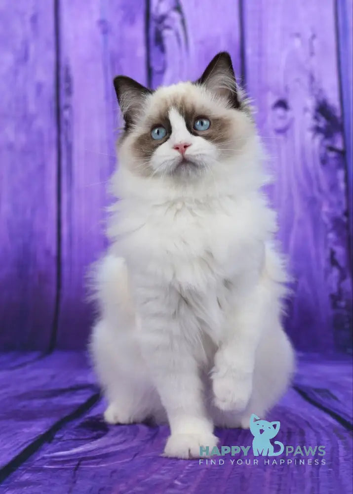 Shakira Ragdoll female seal bicolour live animals