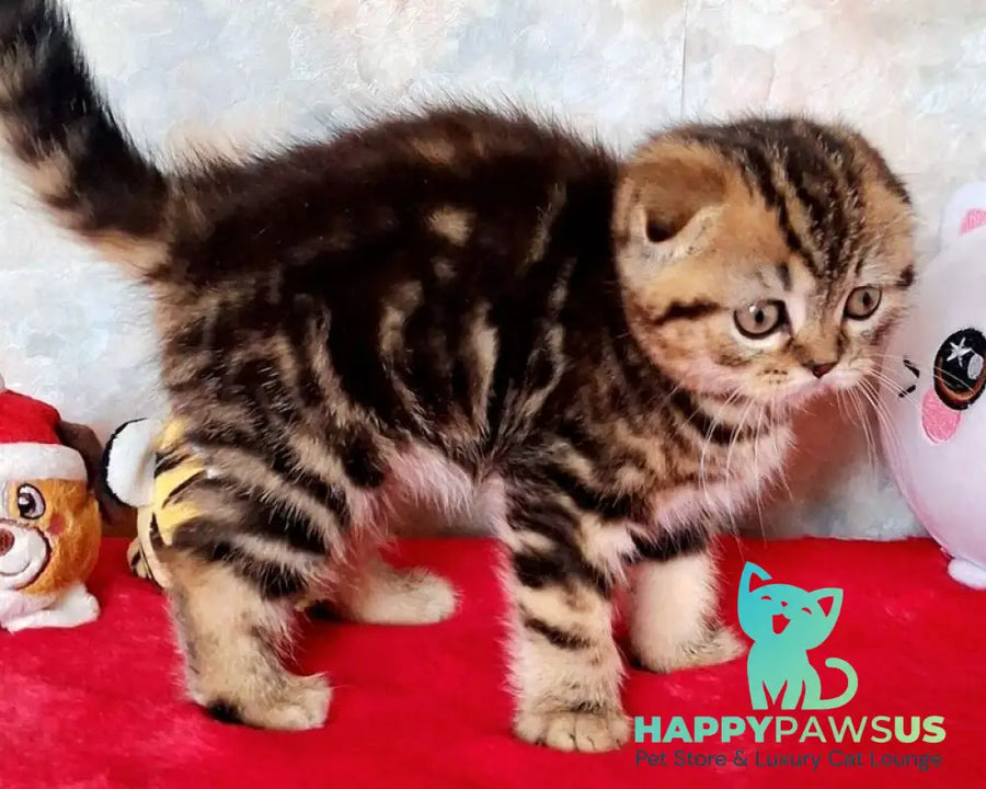 Shakira Scottish Fold female black tabby - live animals