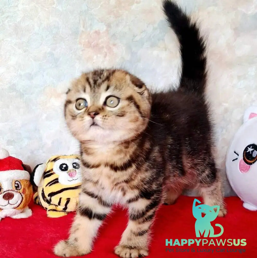 Shakira Scottish Fold female black tabby - live animals