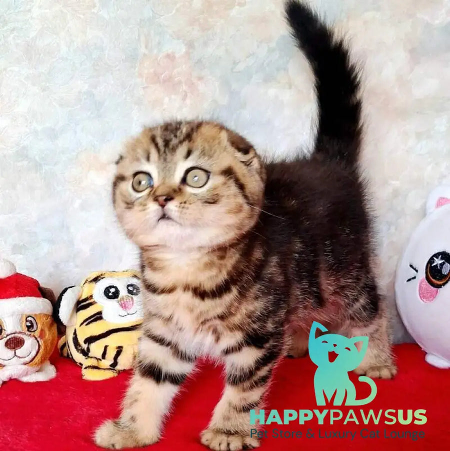 Shakira Scottish Fold female black tabby - live animals
