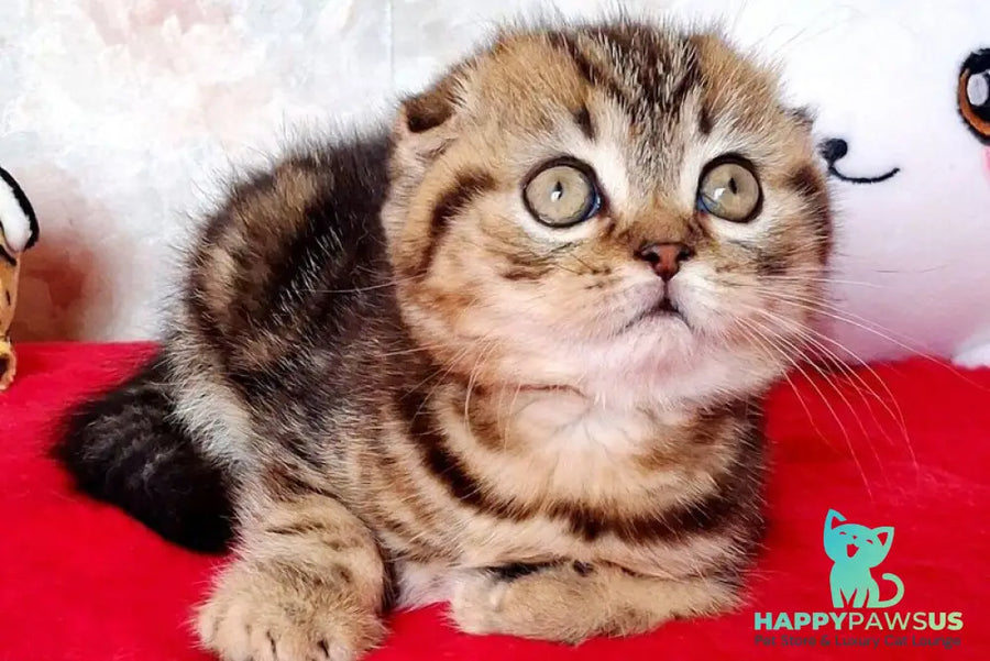 Shakira Scottish Fold female black tabby - live animals