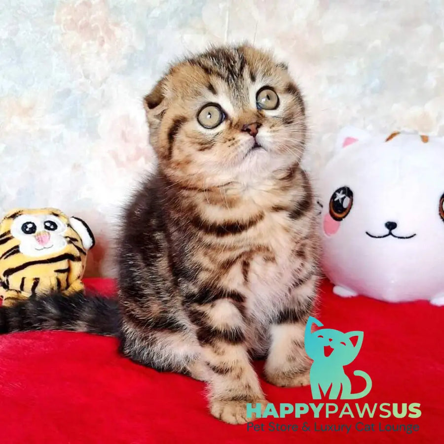 Shakira Scottish Fold female black tabby - live animals