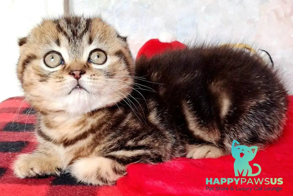 Shakira Scottish Fold female black tabby - live animals
