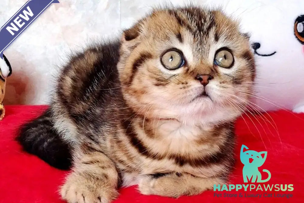 Shakira Scottish Fold female black tabby - live animals