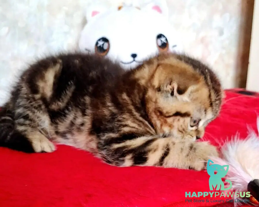 Shakira Scottish Fold female black tabby - live animals