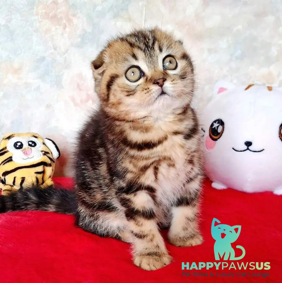 Shakira Scottish Fold female black tabby - live animals