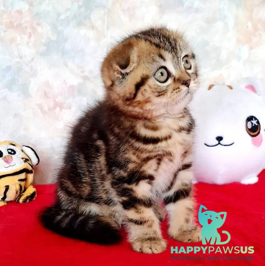 Shakira Scottish Fold female black tabby - live animals