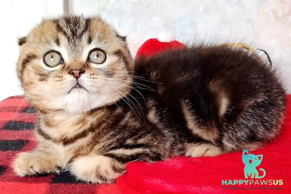 Shakira Scottish Fold female black tabby - live animals