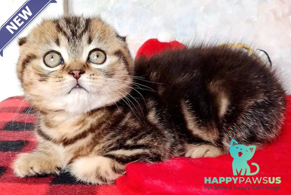 Shakira Scottish Fold female black tabby - live animals