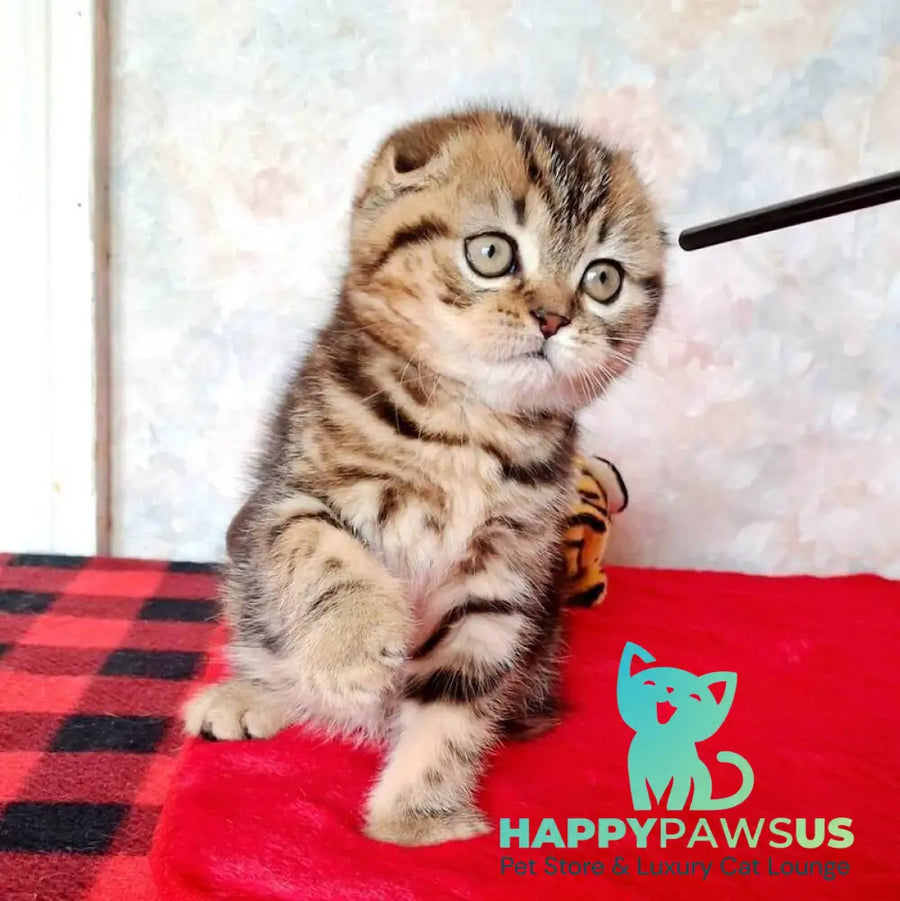 Shakira Scottish Fold female black tabby - live animals