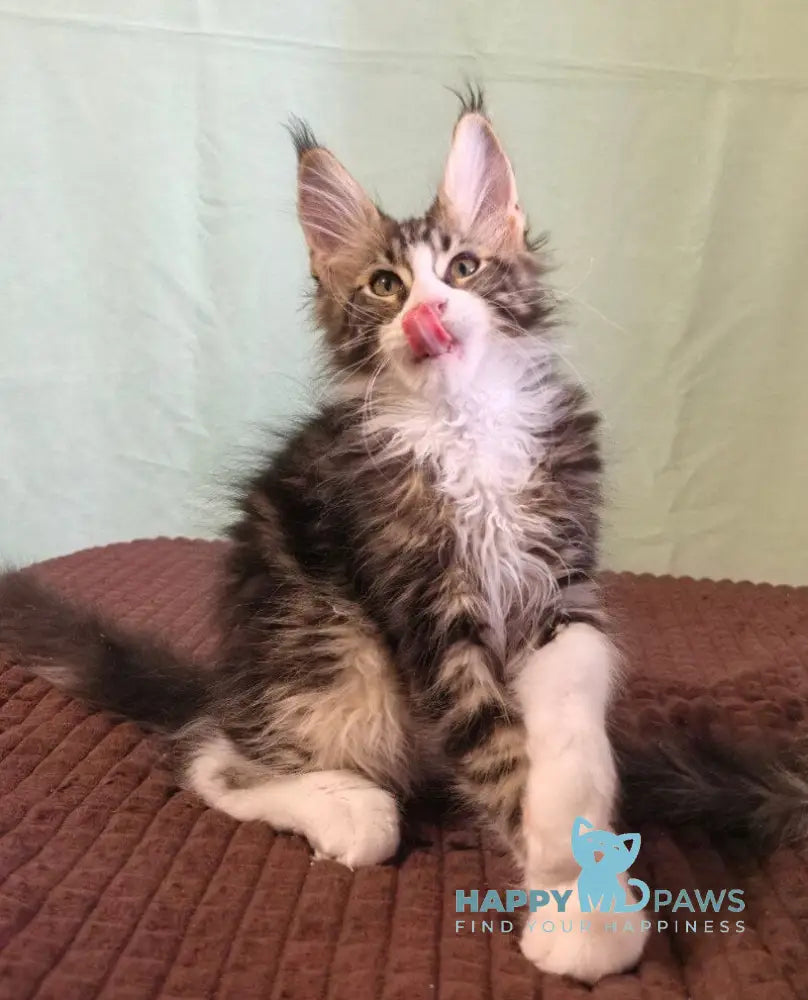 Shaman Maine Coon male black bicolour tabby live animals