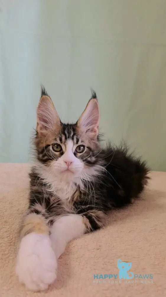 Shaman Maine Coon male black bicolour tabby live animals