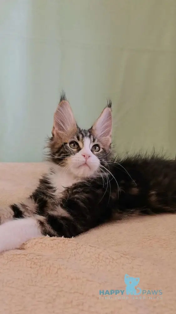 Shaman Maine Coon male black bicolour tabby live animals