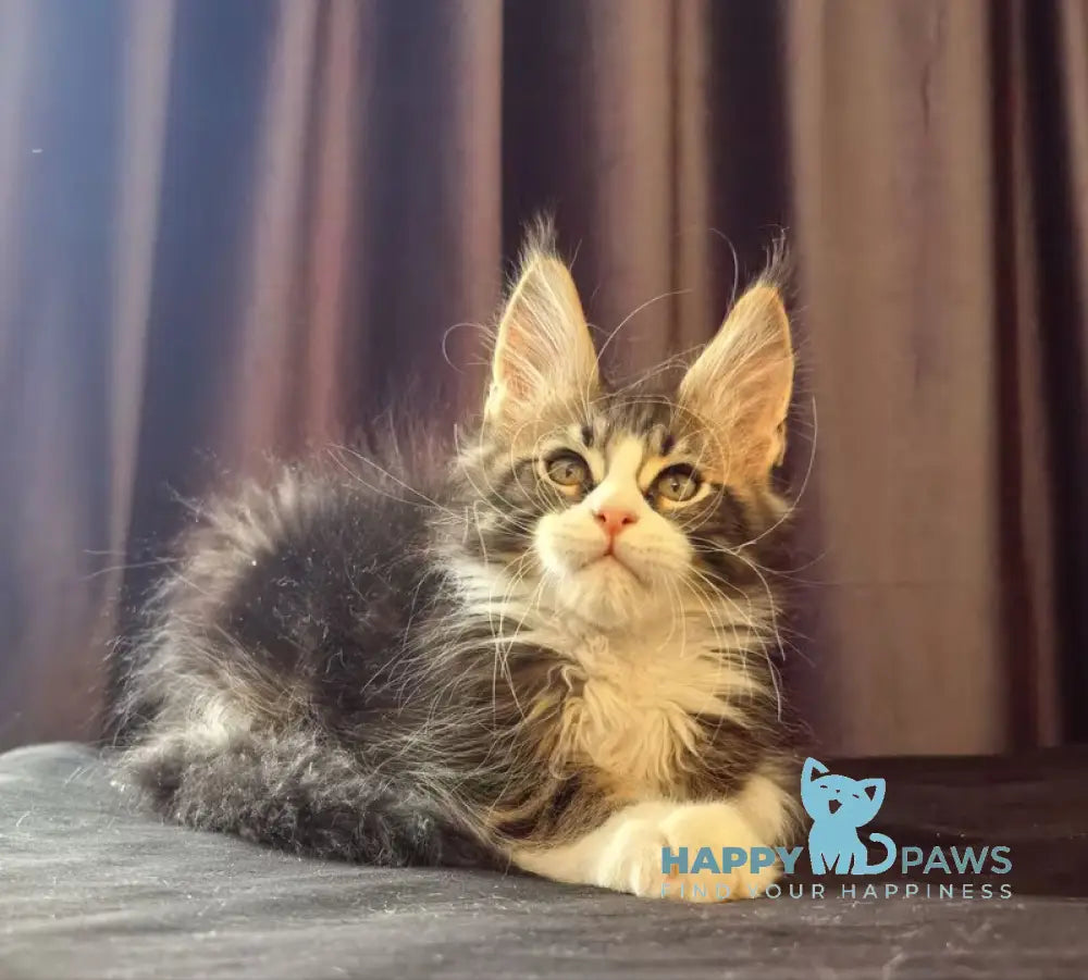 Shaman Maine Coon male black bicolour tabby live animals