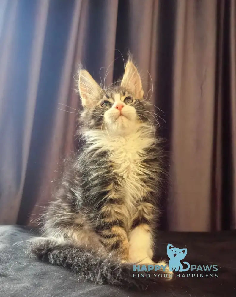 Shaman Maine Coon male black bicolour tabby live animals