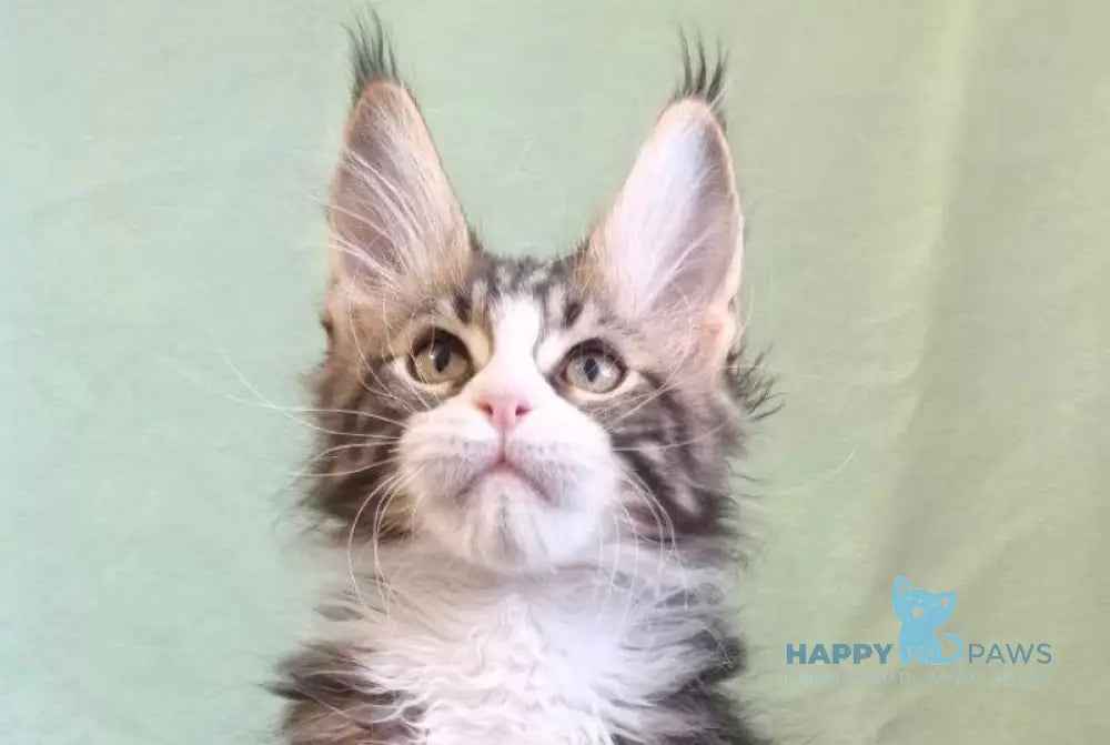 Shaman Maine Coon male black bicolour tabby live animals