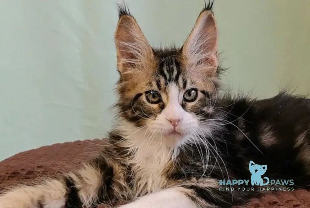 Shaman Maine Coon male black bicolour tabby live animals