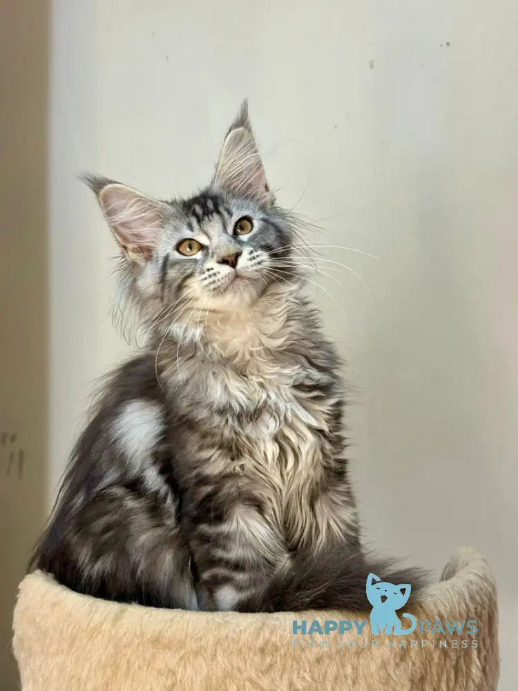 Shaman Maine Coon male polydactyl black silver tabby live animals