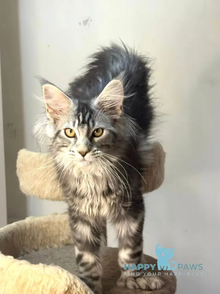 Shaman Maine Coon male polydactyl black silver tabby live animals