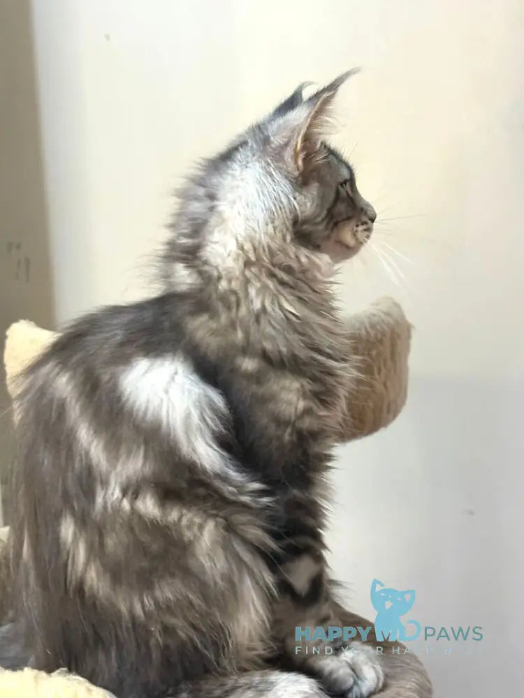 Shaman Maine Coon male polydactyl black silver tabby live animals