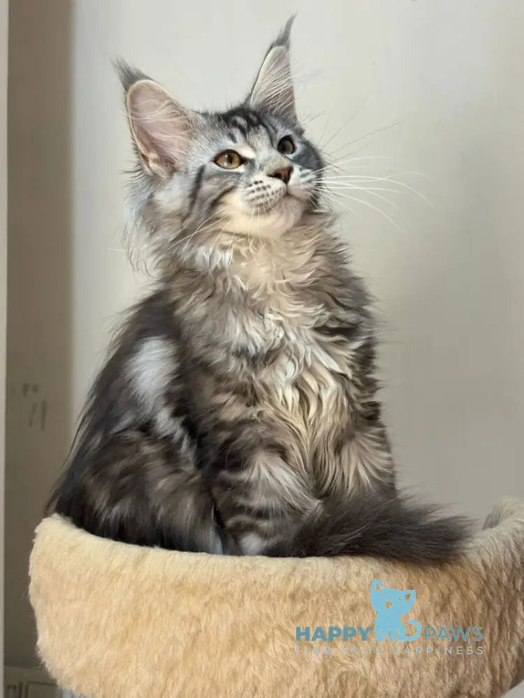 Shaman Maine Coon male polydactyl black silver tabby live animals