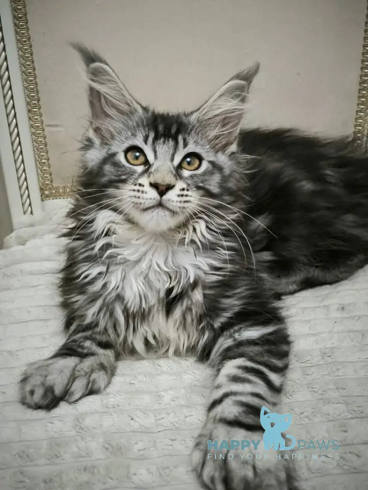 Shaman Maine Coon male polydactyl black silver tabby live animals