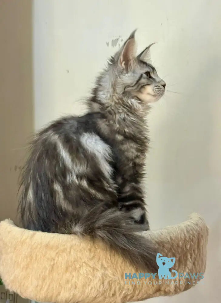 Shaman Maine Coon male polydactyl black silver tabby live animals