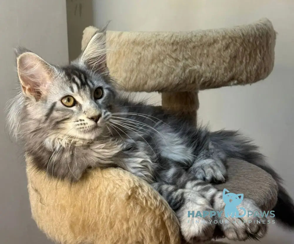 Shaman Maine Coon male polydactyl black silver tabby live animals