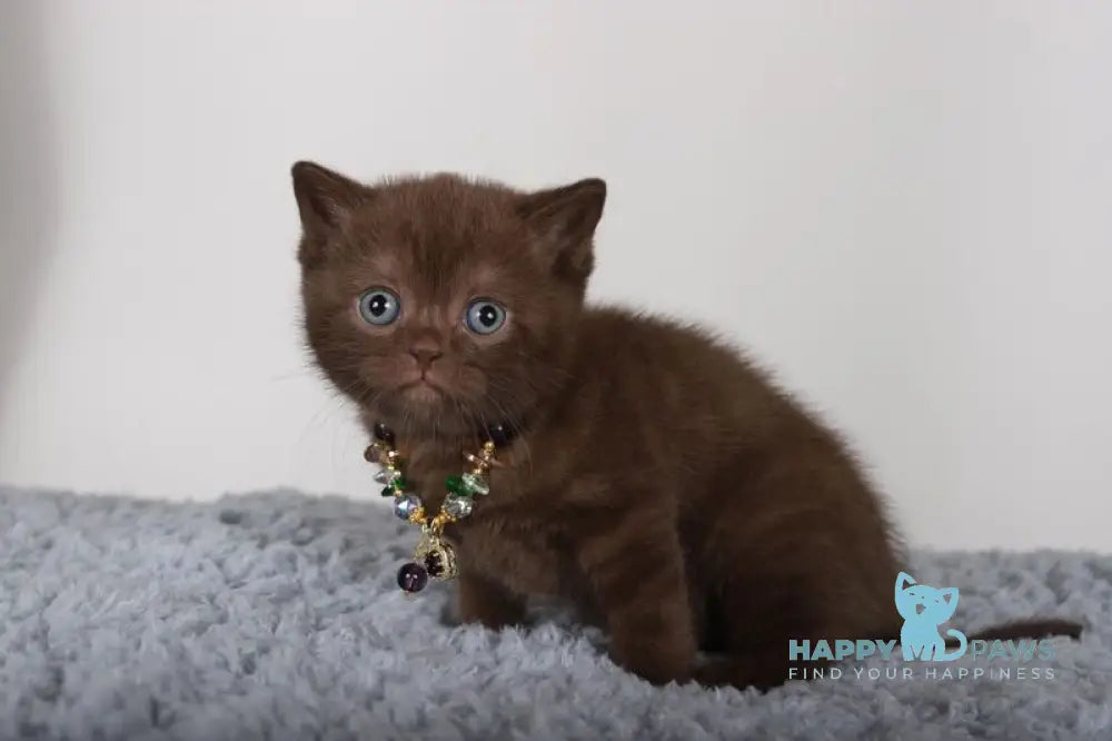 Shanell British Shorthair female chocolate live animals