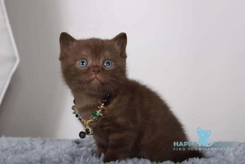 Shanell British Shorthair female chocolate live animals
