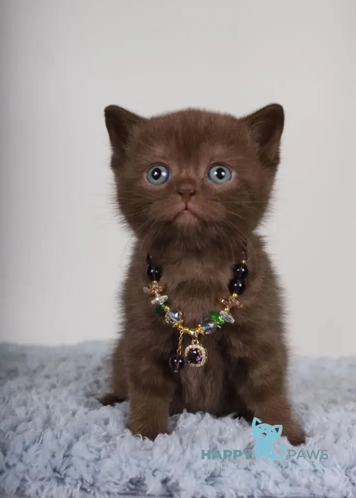 Shanell British Shorthair female chocolate live animals