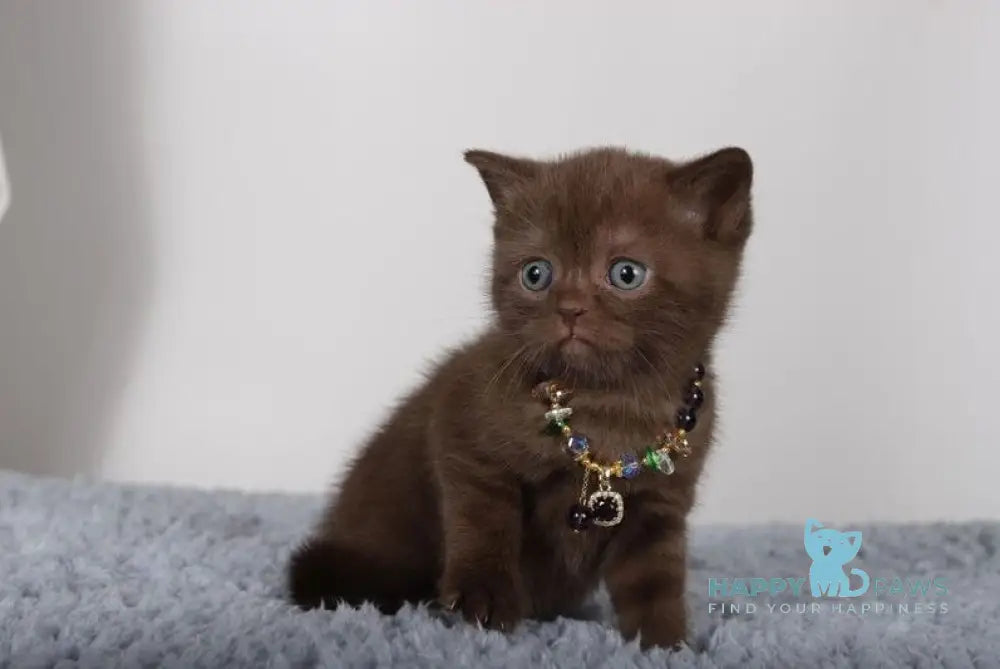 Shanell British Shorthair female chocolate live animals