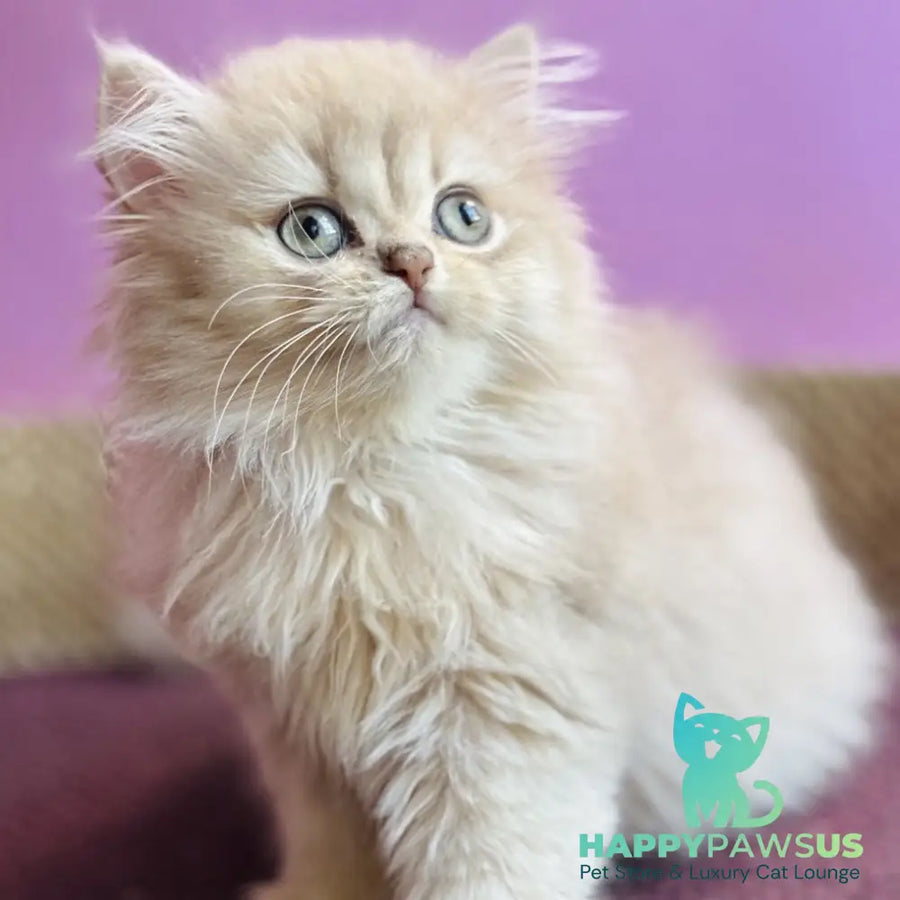 Shanti British Longhair female lilac golden shaded - live animals