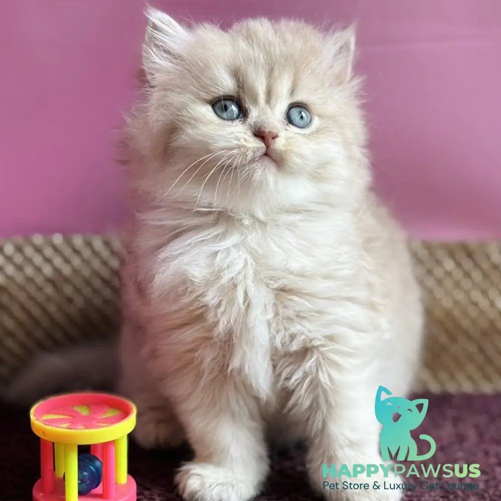 Shanti British Longhair female lilac golden shaded - live animals