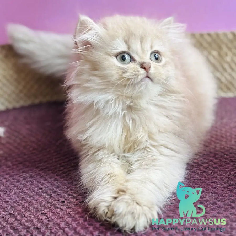 Shanti British Longhair female lilac golden shaded - live animals