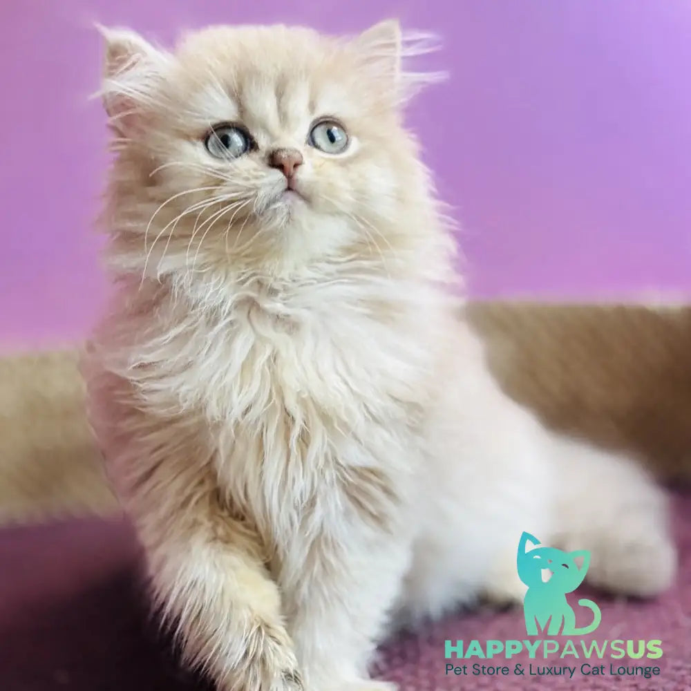 Shanti British Longhair female lilac golden shaded - live animals