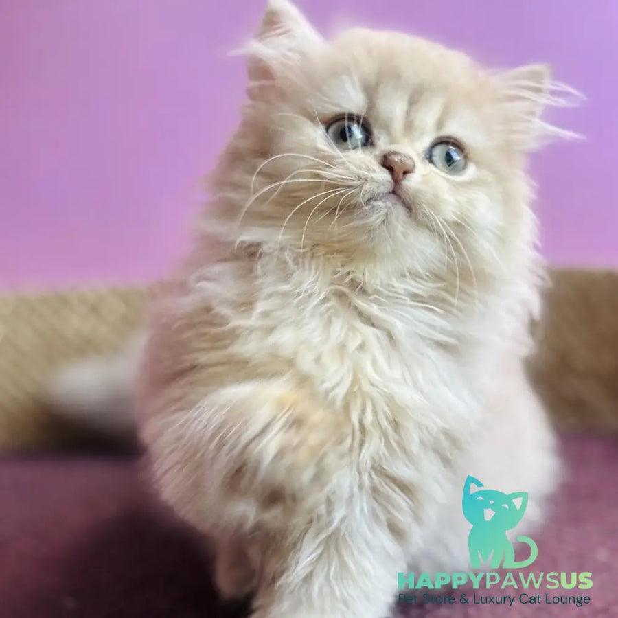 Shanti British Longhair female lilac golden shaded - live animals