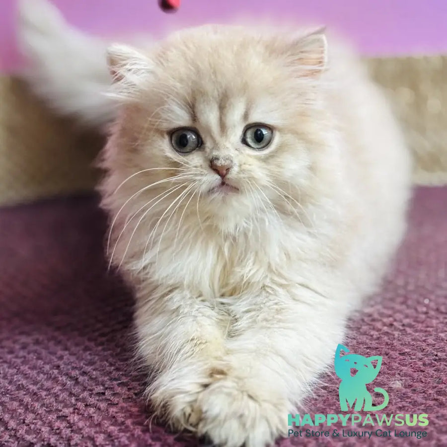 Shanti British Longhair female lilac golden shaded - live animals