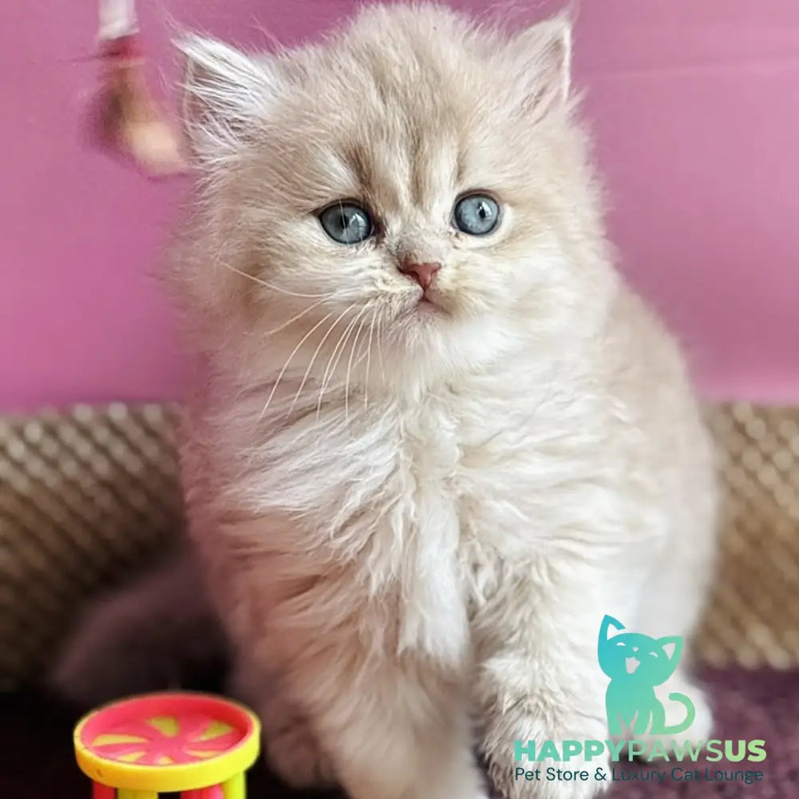 Shanti British Longhair female lilac golden shaded - live animals