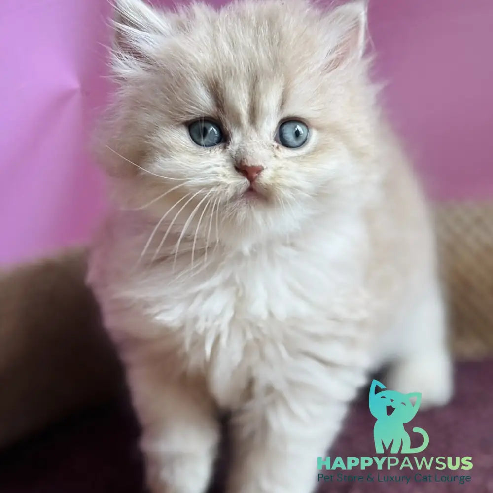 Shanti British Longhair female lilac golden shaded - live animals