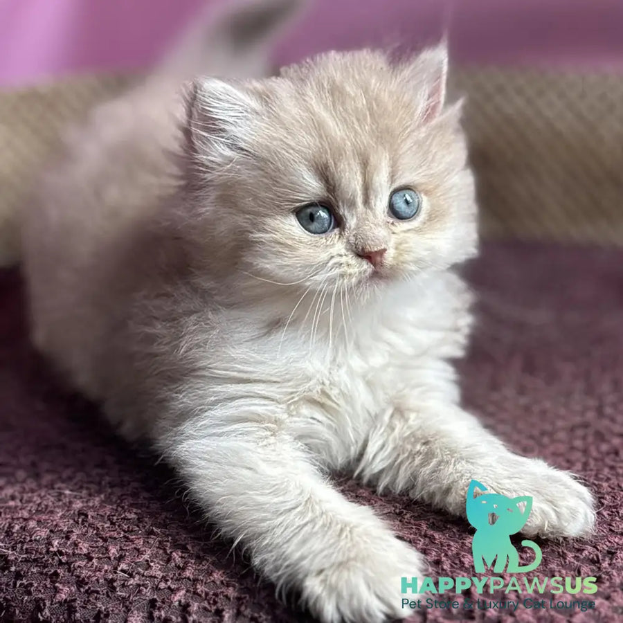 Shanti British Longhair female lilac golden shaded - live animals