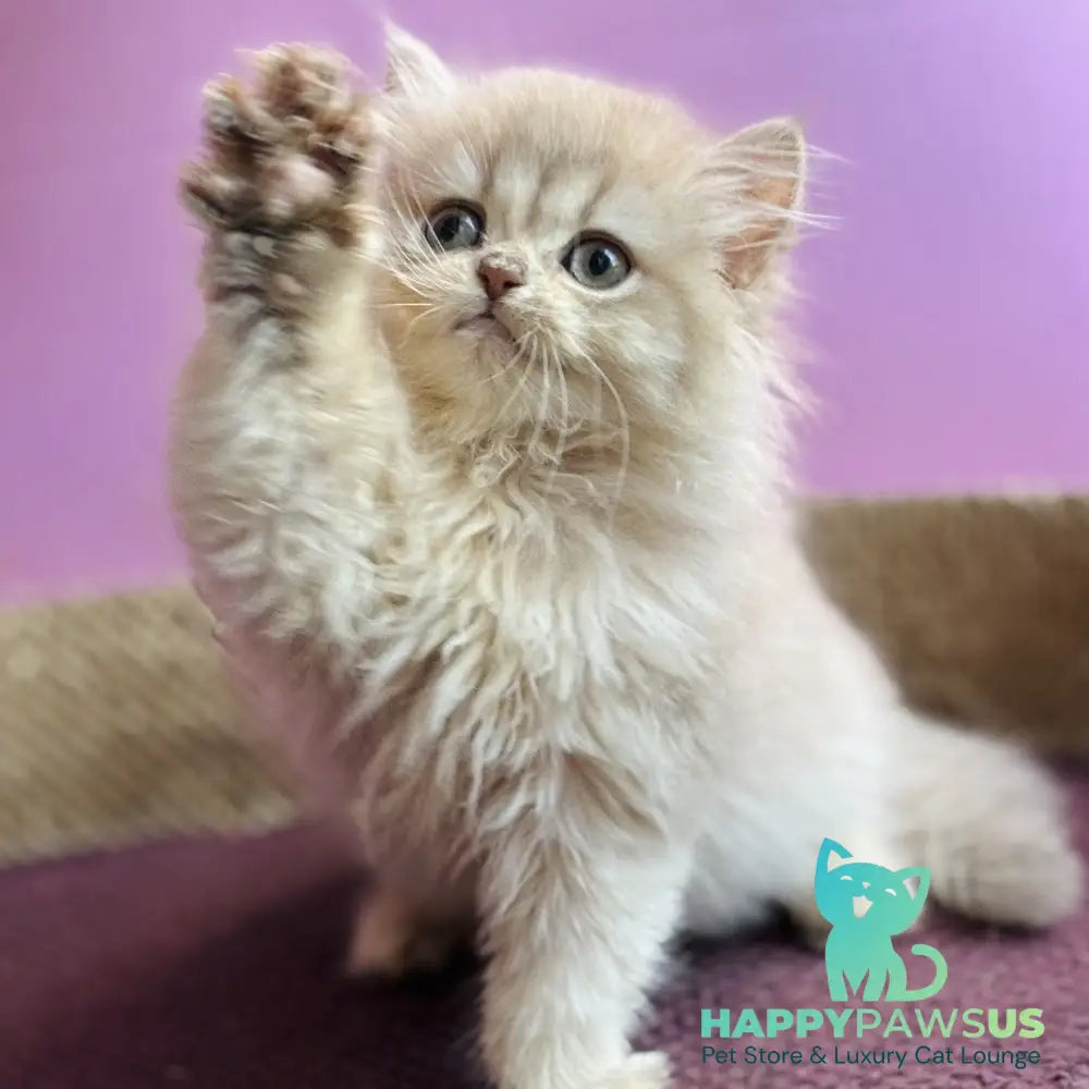 Shanti British Longhair female lilac golden shaded - live animals