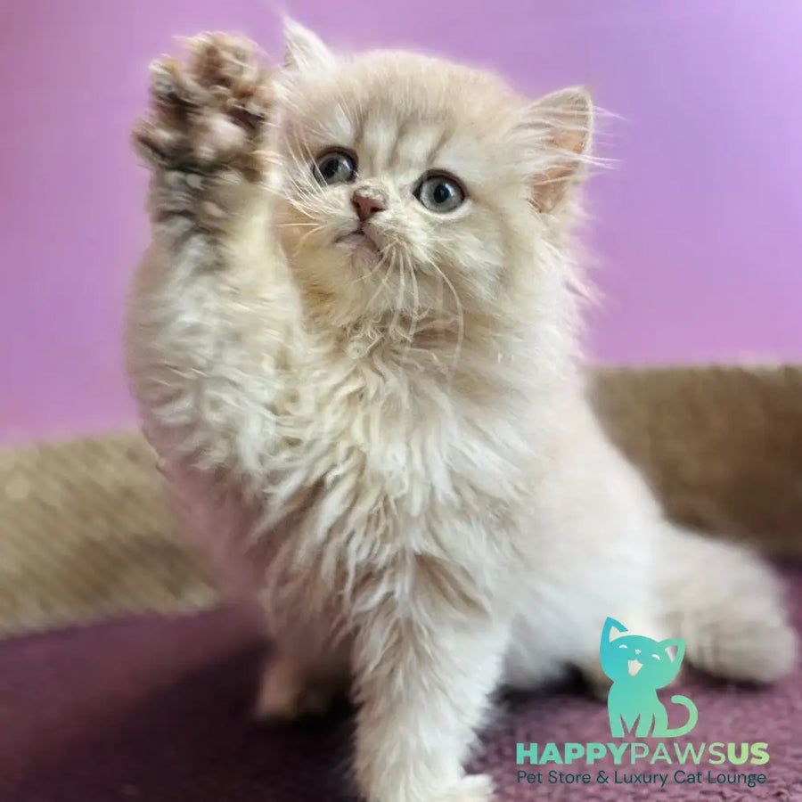 Shanti British Longhair female lilac golden shaded - live animals