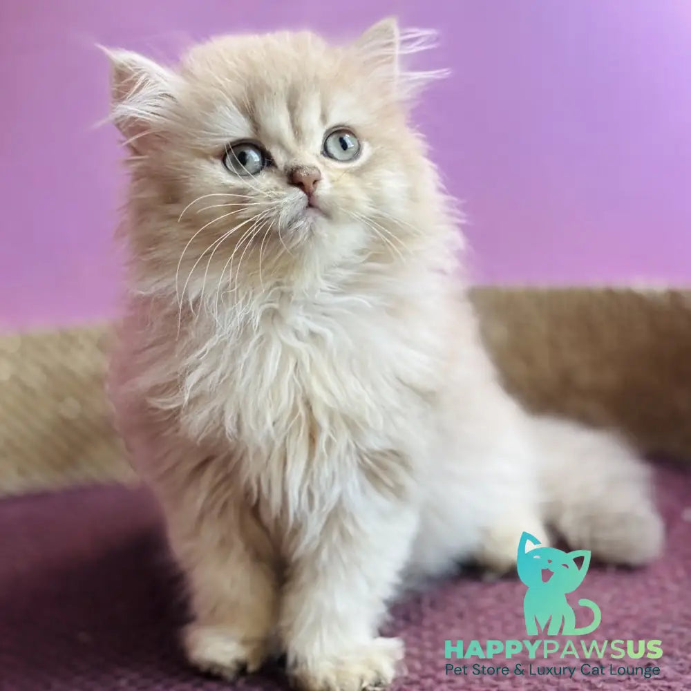 Shanti British Longhair female lilac golden shaded - live animals