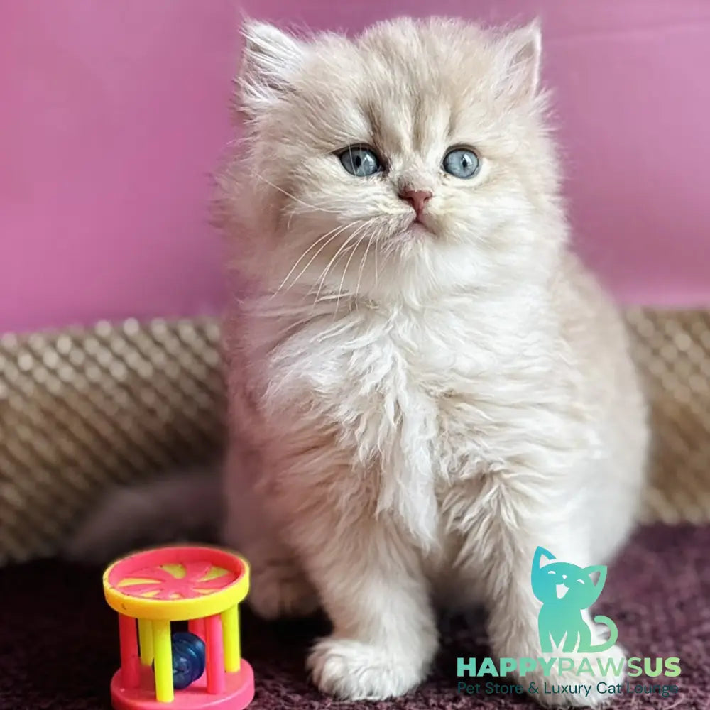 Shanti British Longhair female lilac golden shaded - live animals