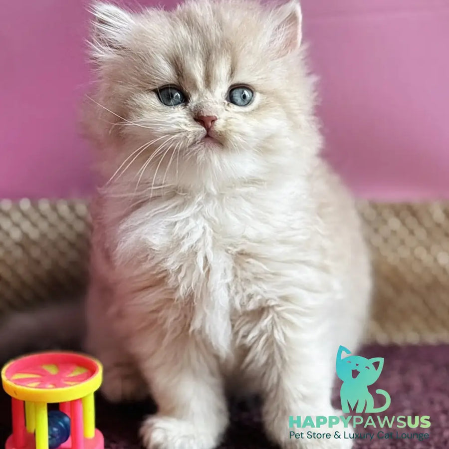 Shanti British Longhair female lilac golden shaded - live animals