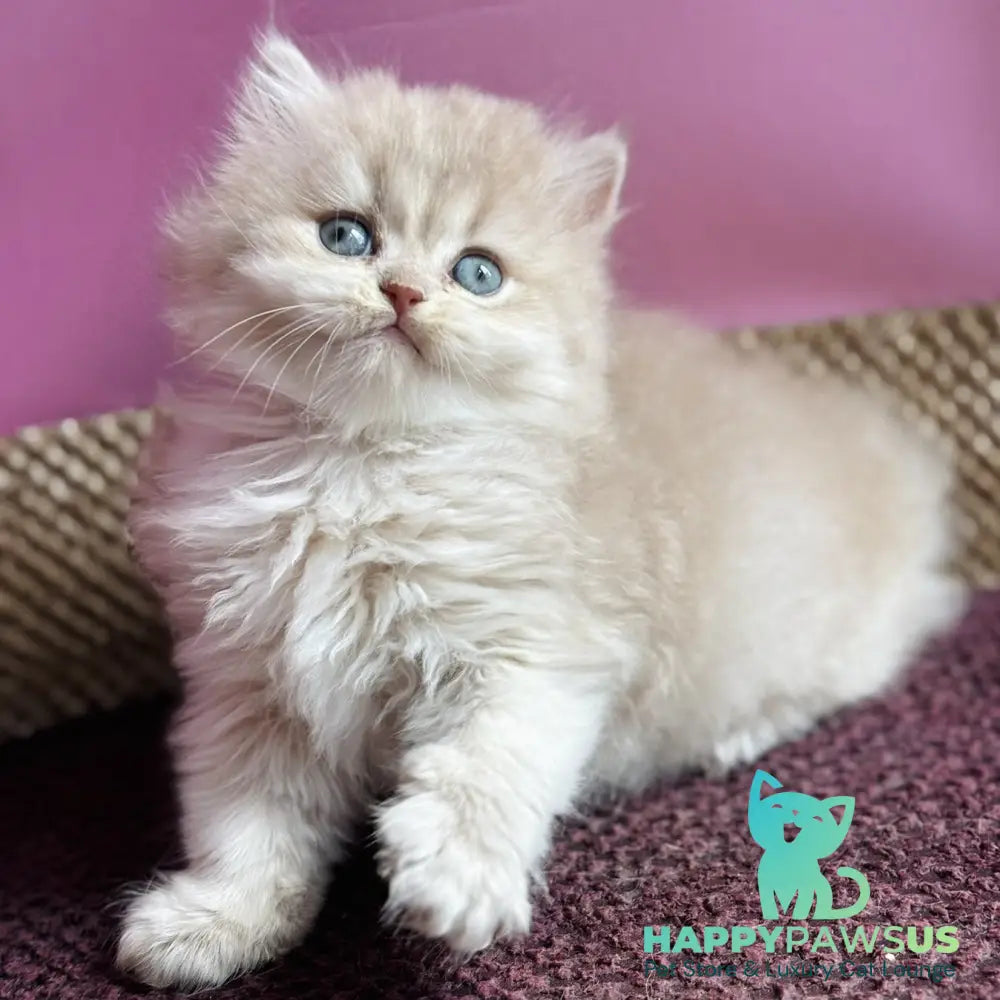 Shanti British Longhair female lilac golden shaded - live animals