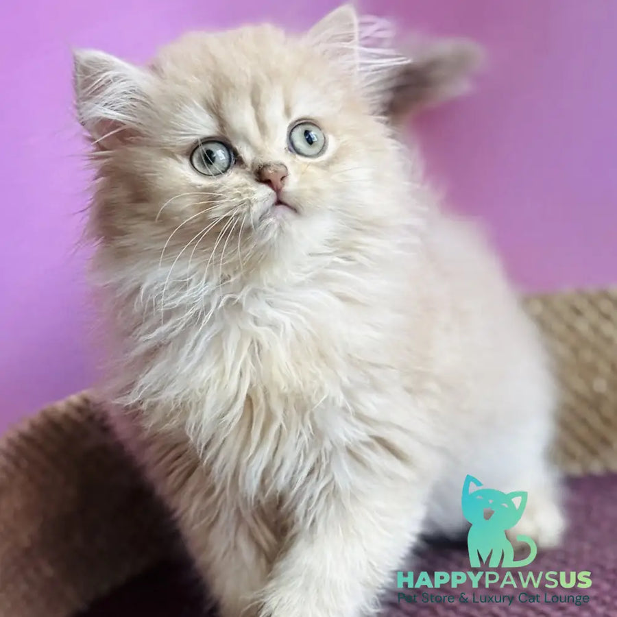 Shanti British Longhair female lilac golden shaded - live animals