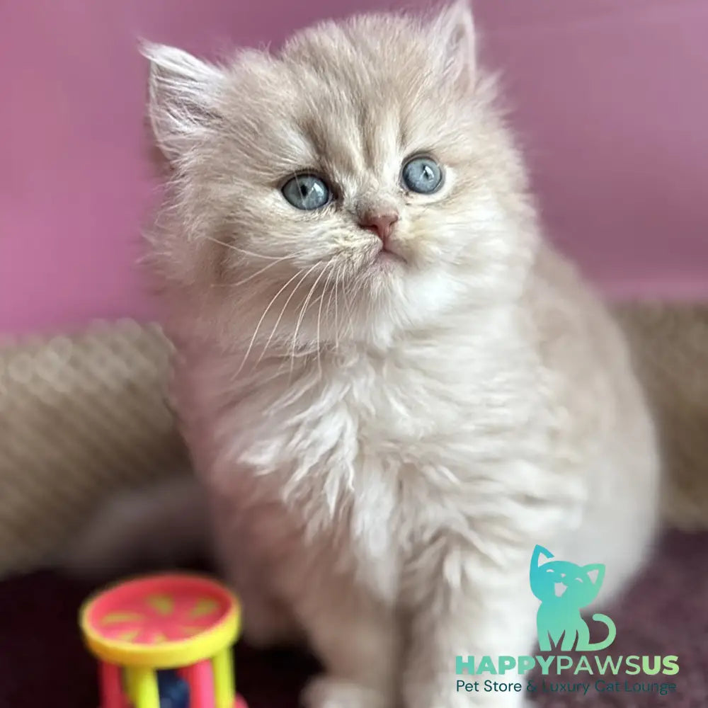 Shanti British Longhair female lilac golden shaded - live animals