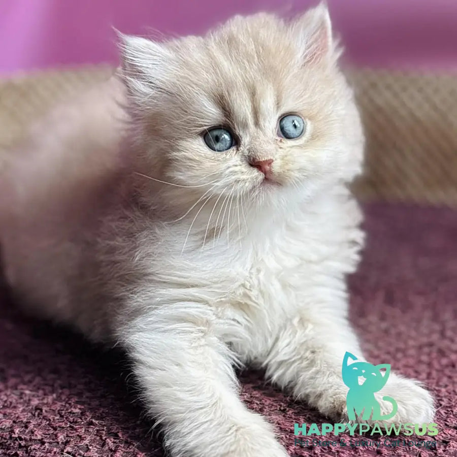 Shanti British Longhair female lilac golden shaded - live animals